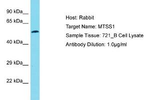 Host: Rabbit Target Name: MTSS1 Sample Type: 721_B Whole Cell lysates Antibody Dilution: 1.