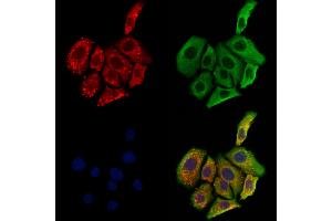 ABIN6264965 and ABIN6273160 staining Hela cells by IF/ICC. (SCG3 anticorps  (Internal Region))