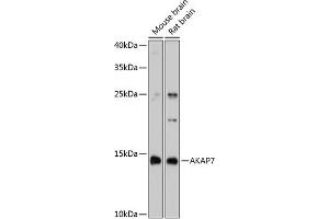 Western blot analysis of extracts of various cell lines, using  antibody (ABIN6129174, ABIN6136713, ABIN6136714 and ABIN6215423) at 1:3000 dilution. (AKAP7 anticorps  (AA 1-81))