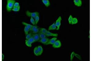 Immunofluorescence staining of HepG2 cells with ABIN7175710 at 1:100, counter-stained with DAPI. (MORG1 anticorps  (AA 64-315))