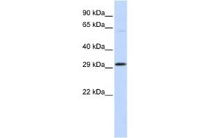 Western Blotting (WB) image for anti-Ovo-Like 2 (OVOL2) antibody (ABIN2458411) (OVOL2 anticorps)