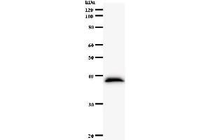Western Blotting (WB) image for anti-NIMA related kinase 4 (NEK4) antibody (ABIN931149) (NEK4 anticorps)