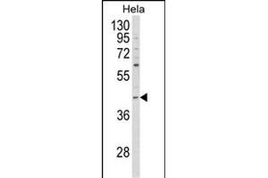 Western blot analysis of NCK1 Antibody (N-term) (ABIN652772 and ABIN2842508) in Hela cell line lysates (35 μg/lane). (NCK1 anticorps  (N-Term))