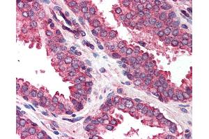 Anti-DAD1 antibody IHC of human prostate. (DAD1 anticorps  (C-Term))