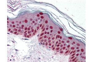 Anti-CDK9 antibody IHC of human skin. (CDK9 anticorps)