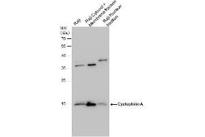 WB Image Cyclophilin A antibody detects Cyclophilin A protein by western blot analysis.