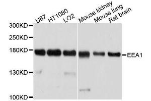 Western blot analysis of extracts of various cell lines, using EEA1 antibody. (EEA1 anticorps  (AA 1182-1411))