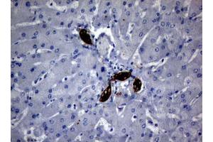 Image no. 4 for anti-BCL2/adenovirus E1B 19kDa Interacting Protein 1 (BNIP1) (AA 1-199) antibody (ABIN1490605)