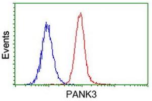 Image no. 1 for anti-Pantothenate Kinase 3 (PANK3) antibody (ABIN1500028) (PANK3 anticorps)