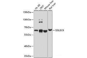 Western blot analysis of extracts of various cell lines using SIGLEC8 Polyclonal Antibody at dilution of 1:1000. (SIGLEC8 anticorps)