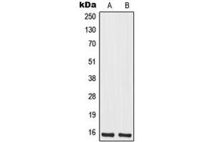 Western blot analysis of MRPS12 expression in Jurkat (A), HeLa (B) whole cell lysates.