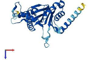 AlphaFold protein structure predicition of Mouse Recombinant Psma8 Protein, UniprotID Q9CWH6