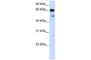 WB Suggested Anti-ZNF490 Antibody Titration:  0. (ZNF490 anticorps  (N-Term))