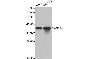 Western blot analysis of extracts of various cell lines, using ANXA1 antibody. (Annexin a1 anticorps  (AA 1-346))
