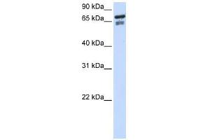 TCF25 antibody used at 0. (TCF25 anticorps  (N-Term))