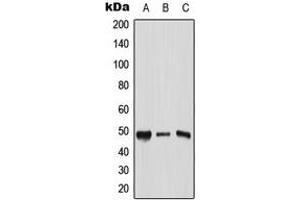 Western blot analysis of AP2 gamma expression in HeLa (A), Raw264.