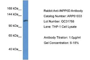 Western Blotting (WB) image for anti-Inositol Polyphosphate-5-Phosphatase, 145kDa (INPP5D) (C-Term) antibody (ABIN786320) (INPP5D anticorps  (C-Term))