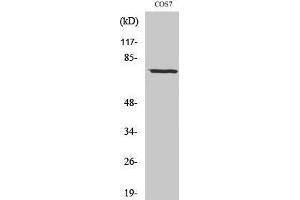 Western Blotting (WB) image for anti-Netrin 1 (NTN1) (C-Term) antibody (ABIN3185826) (Netrin 1 anticorps  (C-Term))