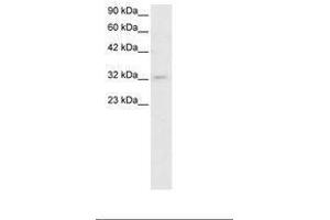 Image no. 1 for anti-POU Class 1 Homeobox 1 (POU1F1) (C-Term) antibody (ABIN6735786)