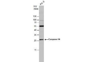 WB Image Caspase 14 antibody detects Caspase 14 protein by western blot analysis. (CASP14 anticorps  (C-Term))