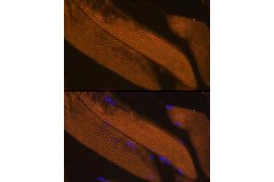 Immunofluorescence analysis of Mouse skeletal muscle using FBP2 antibody  at dilution of 1:100. (FBP2 anticorps  (AA 1-339))