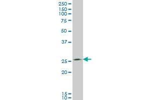 Western Blotting (WB) image for anti-Thiamine Triphosphatase (THTPA) (AA 1-231) antibody (ABIN466240) (THTPA anticorps  (AA 1-231))