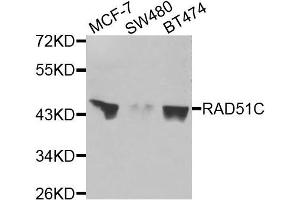 Western blot analysis of extracts of various cells, using RAD51C antibody. (RAD51C anticorps)