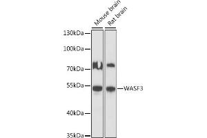 Western blot analysis of extracts of various cell lines, using W antibody (ABIN7271347) at 1:1000 dilution. (WASF3 anticorps  (AA 200-300))
