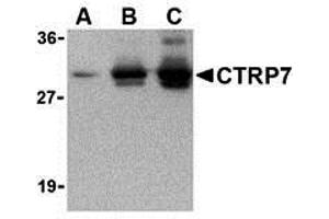 Western Blotting (WB) image for anti-C1q and Tumor Necrosis Factor Related Protein 7 (C1QTNF7) antibody (ABIN1031703) (CTRP7 anticorps)