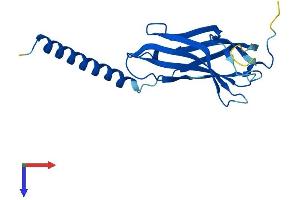 AlphaFold protein structure predicition of Human Recombinant SPCS3 Protein, UniprotID P61009