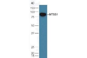 Mouse testicular lysate probed with Rabbit Anti-MTSS1 Polyclonal Antibody (ABIN762056) at 1:300 overnight in 4 °C. (MTSS1 anticorps  (AA 101-200))