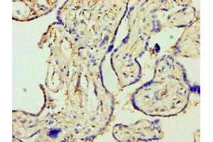 Immunohistochemistry of paraffin-embedded human placenta tissue using ABIN7170845 at dilution of 1:100