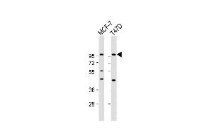 All lanes : Anti-GAB2 Antibody (N-term) at 1:1000 dilution Lane 1: MCF-7 whole cell lysate Lane 2: T47D whole cell lysate Lysates/proteins at 20 μg per lane. (GAB2 anticorps  (N-Term))
