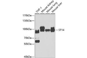 Western blot analysis of extracts of various cell lines, using ST14 antibody (ABIN6132707, ABIN6148517, ABIN6148519 and ABIN6221735) at 1:1000 dilution. (ST14 anticorps  (AA 566-855))