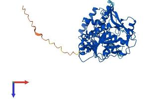 AlphaFold protein structure predicition of Mouse Recombinant Adss1 Protein, UniprotID P28650