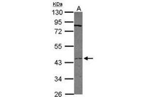 Image no. 2 for anti-Transmembrane Protease, serine 11D (TMPRSS11D) (AA 152-388) antibody (ABIN1501444) (TMPRSS11D anticorps  (AA 152-388))