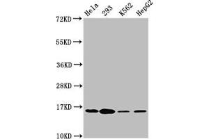 Western Blot Positive WB detected in: Hela whole cell lysate, 293 whole cell lysate, K562 whole cell lysate, HepG2 whole cell lysate All lanes: H2AFX antibody at 1. (H2AFX anticorps  (pSer139))