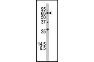 Western blot analysis using APG16L Antibody in Mouse brain tissue lysate. (ATG16L1 anticorps  (AA 84-114))