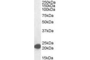 MAX anticorps  (C-Term)