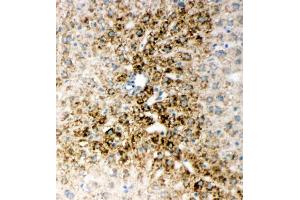 Anti-HNF6 antibody, IHC(F): Rat Liver Tissue (ONECUT1 anticorps  (N-Term))