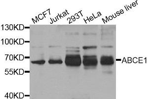 Western blot analysis of extract of various cells, using ABCE1 antibody. (ABCE1 anticorps)
