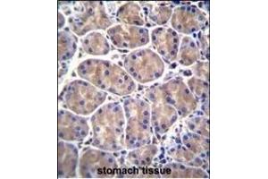 GALNS Antibody (Center) (ABIN655593 and ABIN2845079) immunohistochemistry analysis in formalin fixed and paraffin embedded human stomach tissue followed by peroxidase conjugation of the secondary antibody and DAB staining.