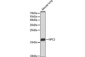 Western blot analysis of extracts of mouse lung, using NPC2 antibody (ABIN6131887, ABIN6144762, ABIN6144763 and ABIN6221063) at 1:1000 dilution. (NPC2 anticorps  (AA 20-151))