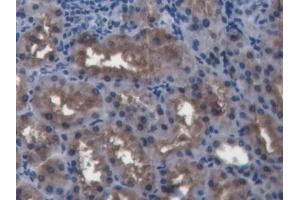 IHC-P analysis of Pig Kidney Tissue, with DAB staining. (BMP4 anticorps  (AA 25-201))