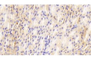 Detection of GAL2 in Mouse Kidney Tissue using Polyclonal Antibody to Galectin 2 (GAL2) (Gallinacin-2 (GAL2) (AA 1-130) anticorps)