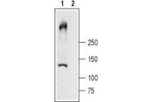 Western blot analysis of rat skeletal muscle lysates: - 1. (RYR1 anticorps  (Intracellular, N-Term))