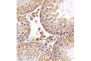 Immunohistochemistry of paraffin embedded mouse testis using SRP14 (ABIN7075596) at dilution of 1:300 (400x lens)