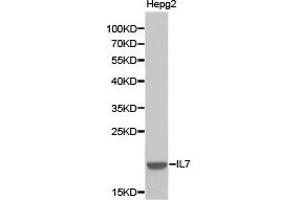 Western blot analysis of extracts of HepG2 cell lines, using IL7 antibody. (IL-7 anticorps)
