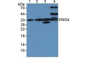 Western blot analysis of (1) Human Liver Tissue, (2) Human Lung Tissue, (3) Human HL-60 Cells and (4) Human HeLa cells. (CLIC1 anticorps  (AA 79-241))