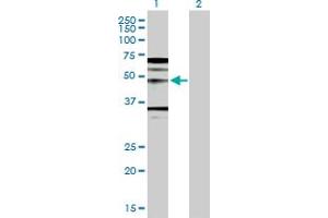 Western Blot analysis of WNT5A expression in transfected 293T cell line by WNT5A MaxPab polyclonal antibody. (WNT5A anticorps  (AA 1-380))